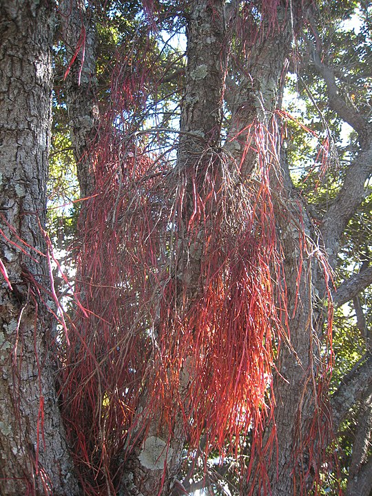 Annexe 540px-Aerial_roots_of_pohutukawa.jpg