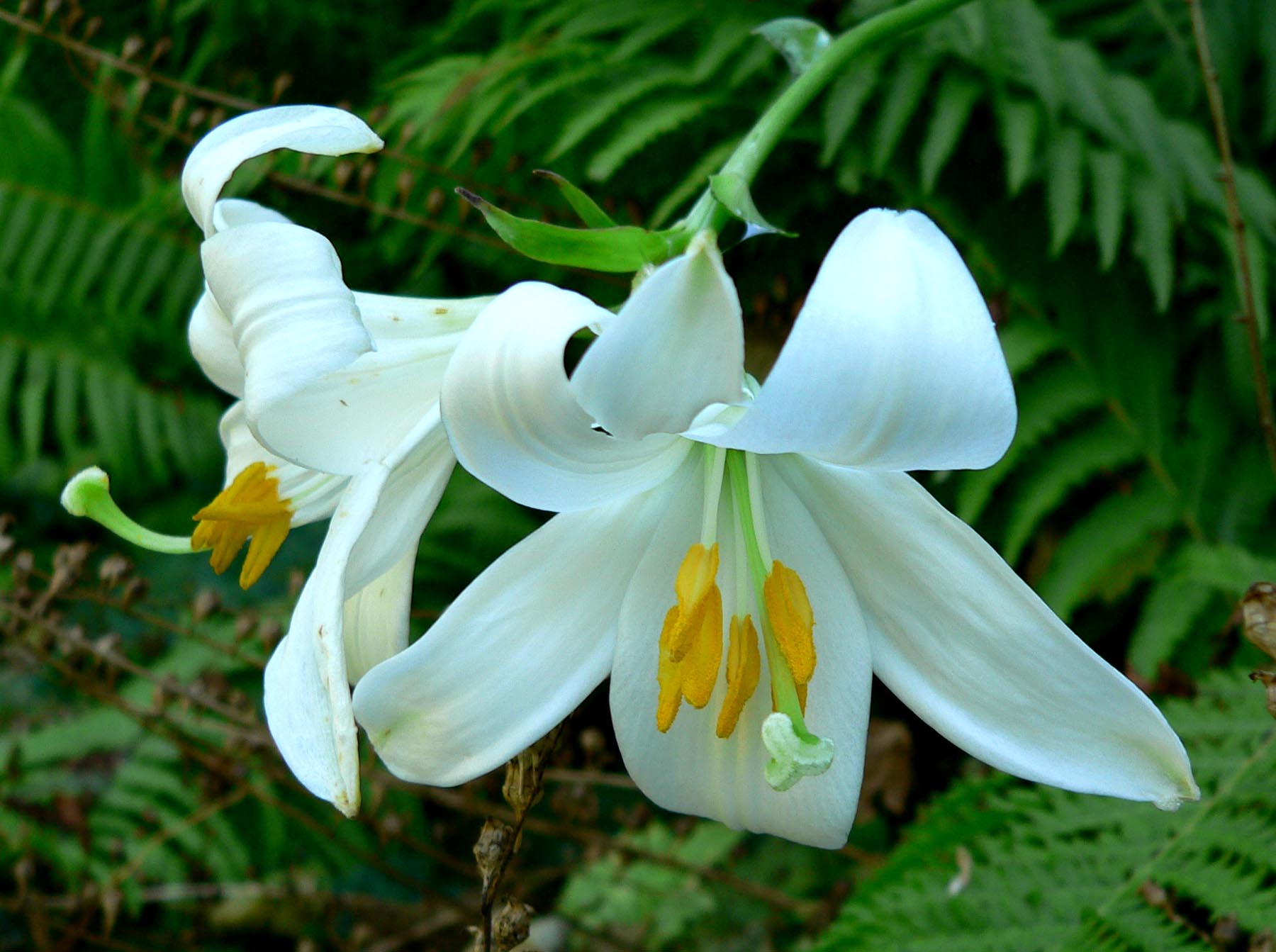 Annexe Lilium_candidum_1.jpg