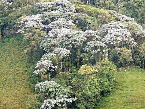 Annexe yarumo blanco.jpeg