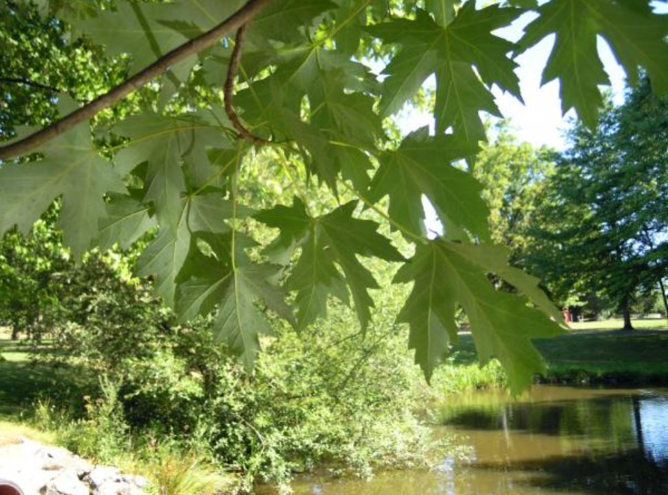 Annexe Acer saccharinum.JPG