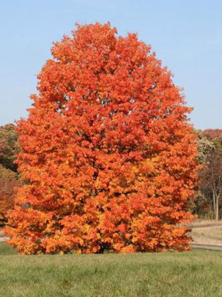 Annexe S4 erable.jpg