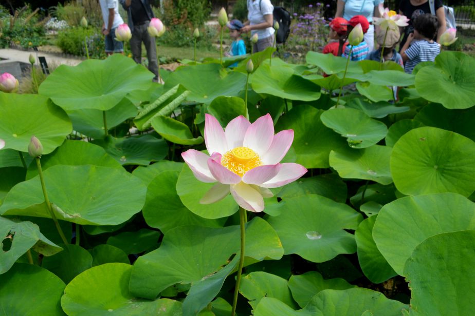 lotus