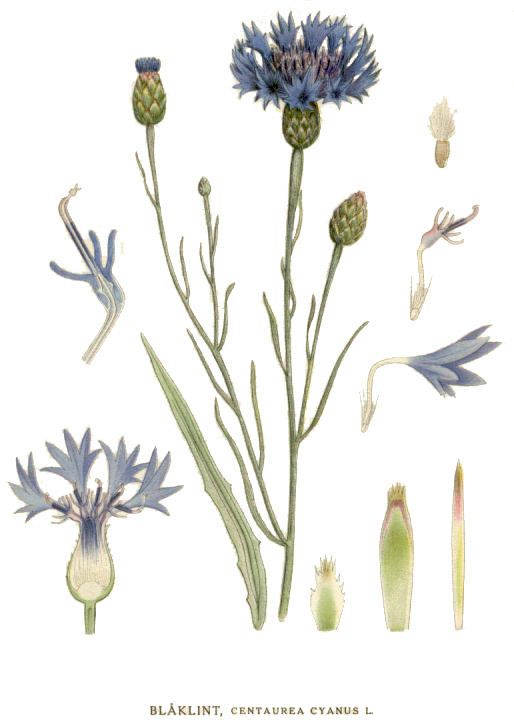 Centaurea cyanus