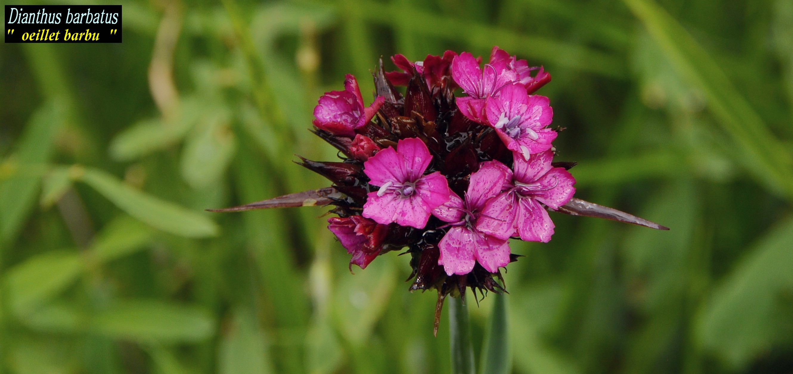 oeillet barbu sauvage