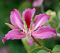 Bauhinia blakeana, Wikipedia