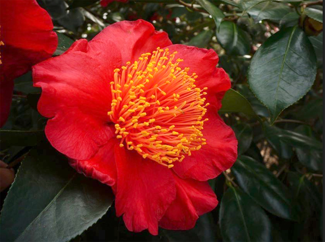 Camellia japonica de Higo