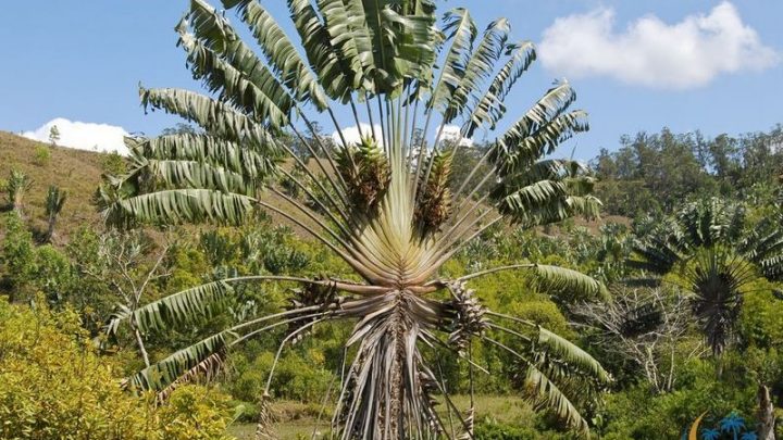 Ravelana madagascariensis