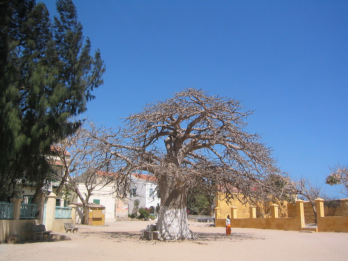 arbre à palabres