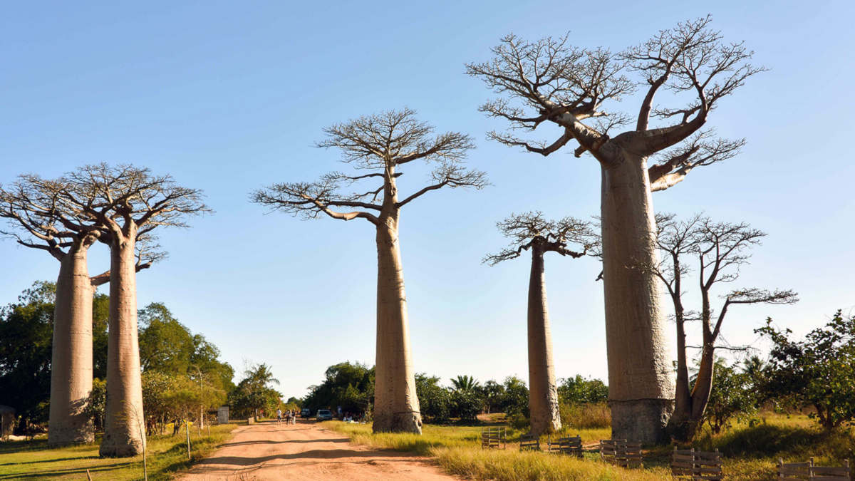 Baobabs
