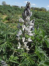Lupin blanc