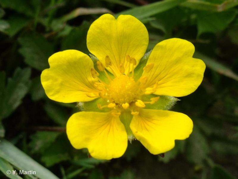 Potentilla reptans