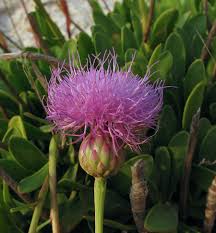 Centauree de malte detail