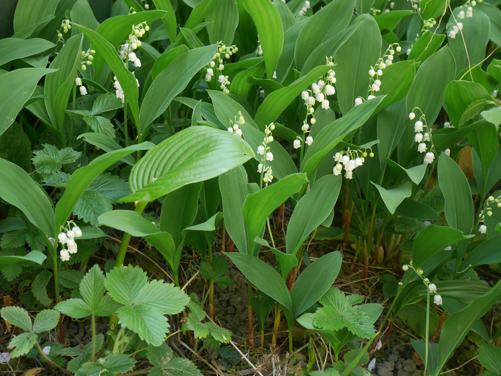 Brins de muguet