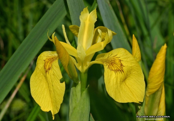Iris pseudacorus