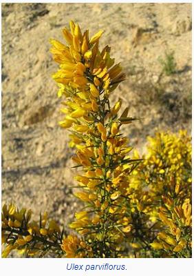 branche de Ulex