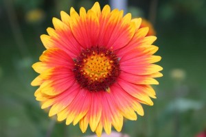 Gaillarde de Wallonie