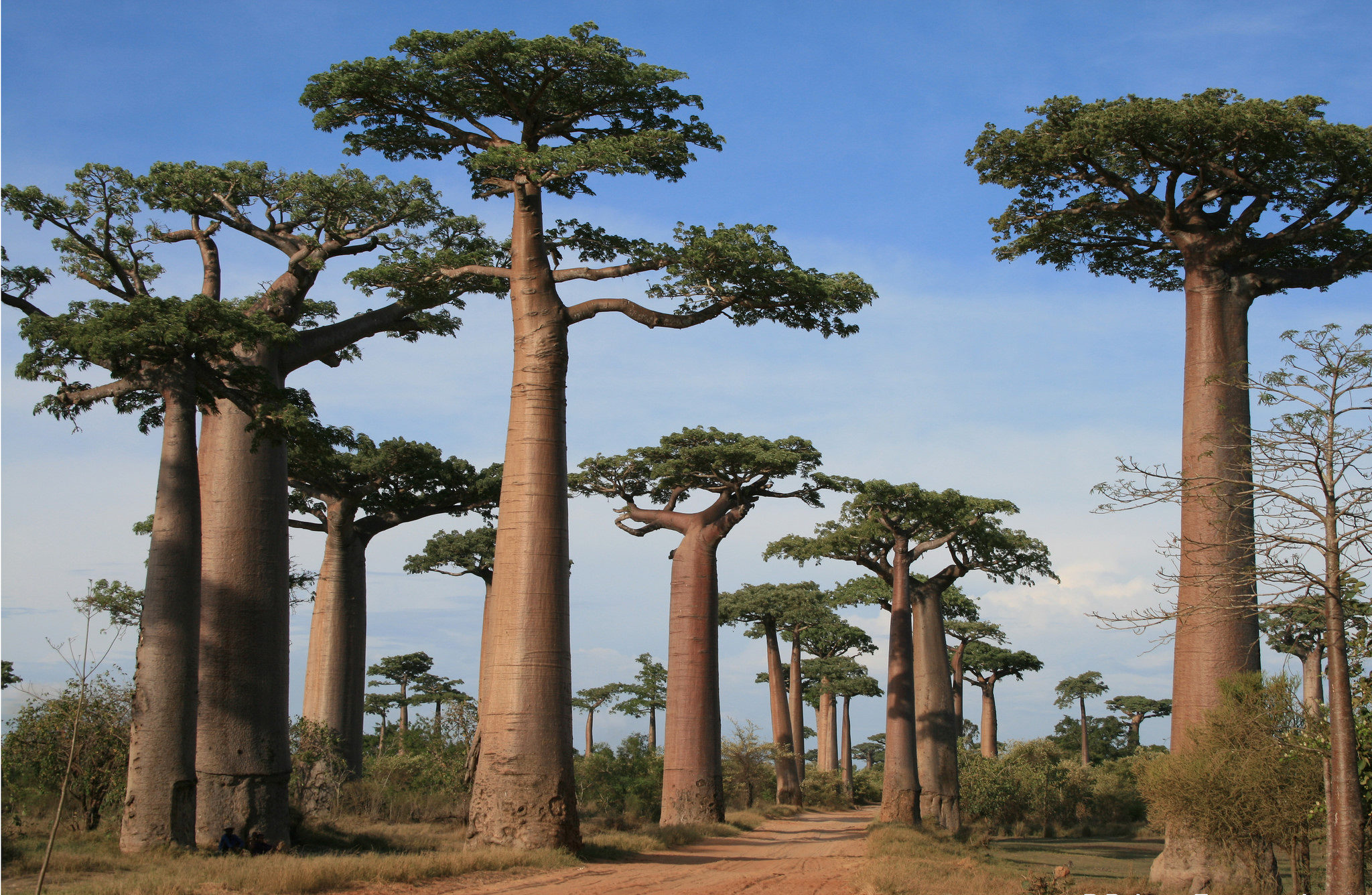 allée de baobab