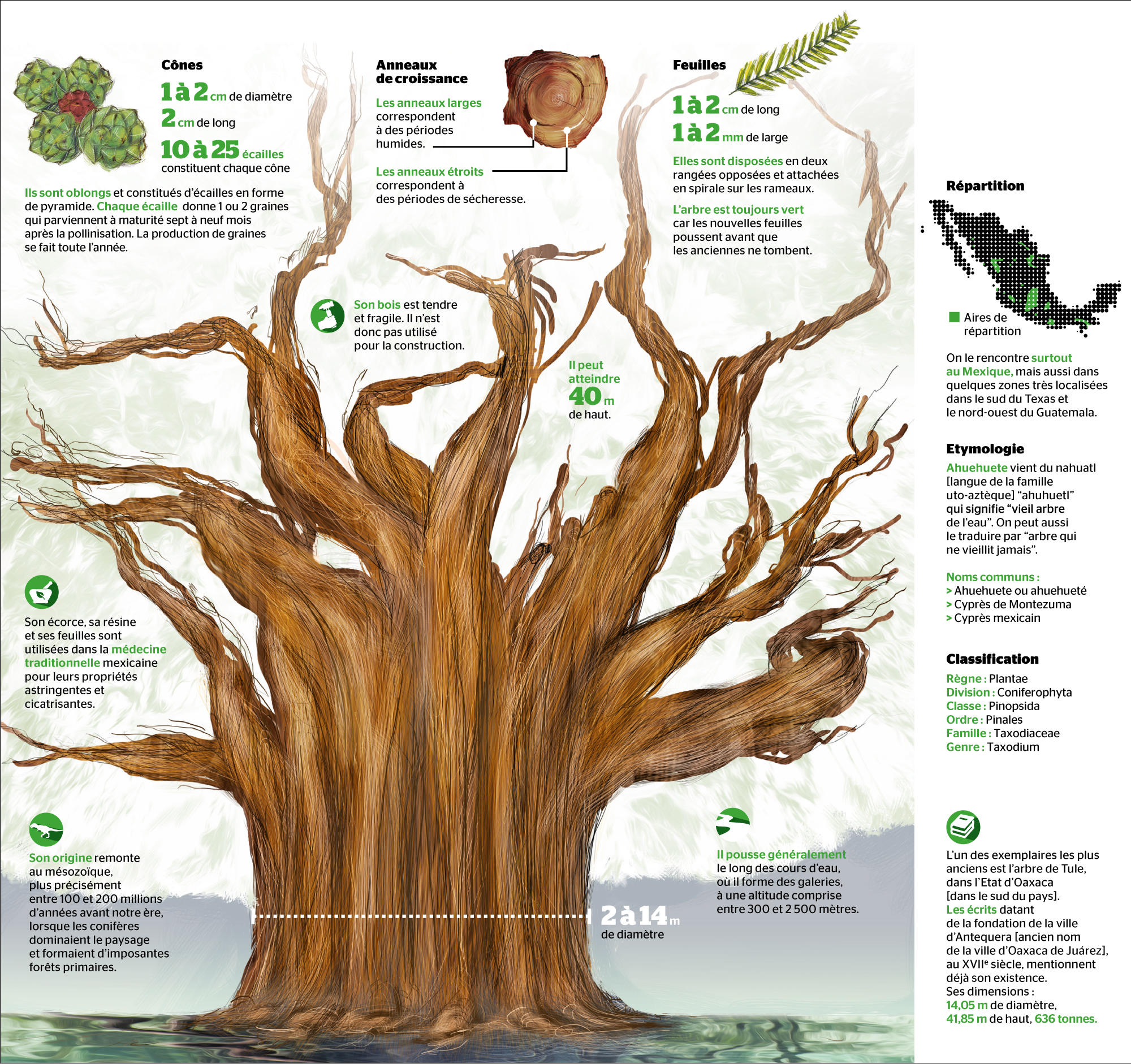 ahuehuete caractéristiques