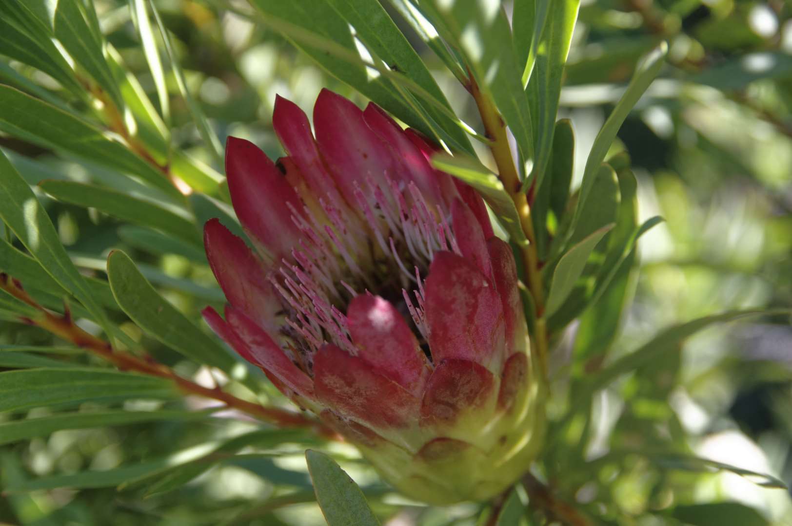 Protea sp