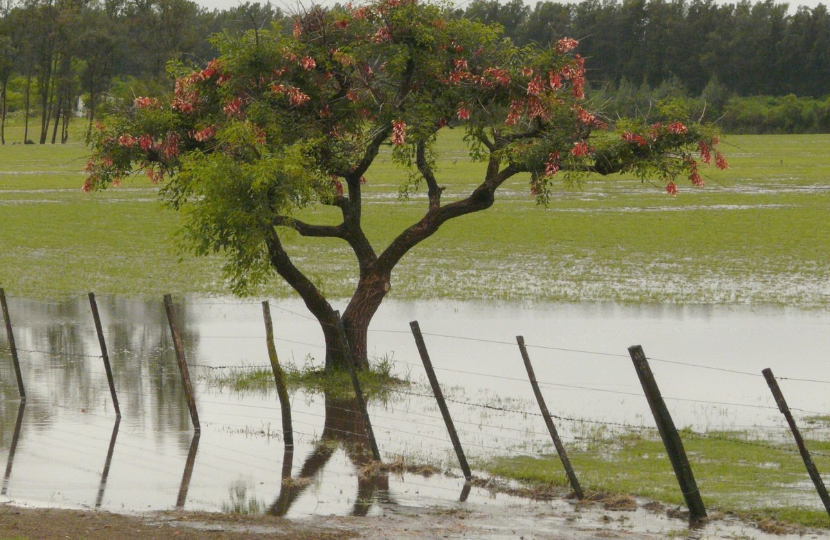 Ceibo -Salto - Uruguay - 3 novembre 2009
