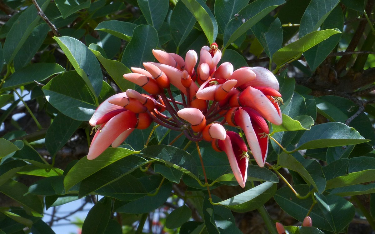 Ceibo -San Javier -Uruguay -octobre 2015