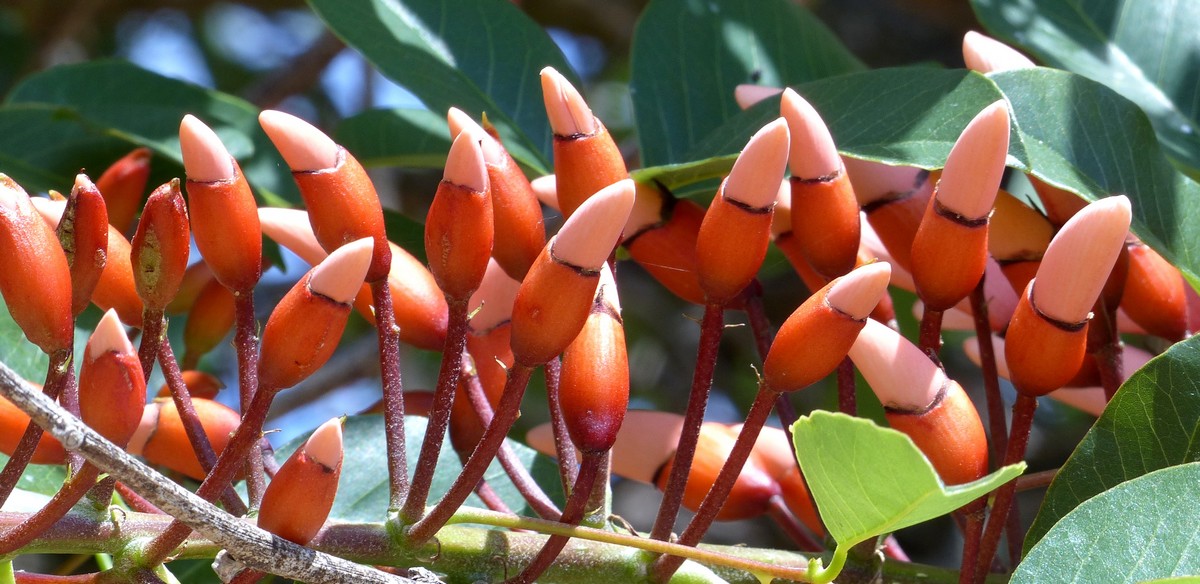 Ceibo - San Javier - Uruguay - octobre 2015