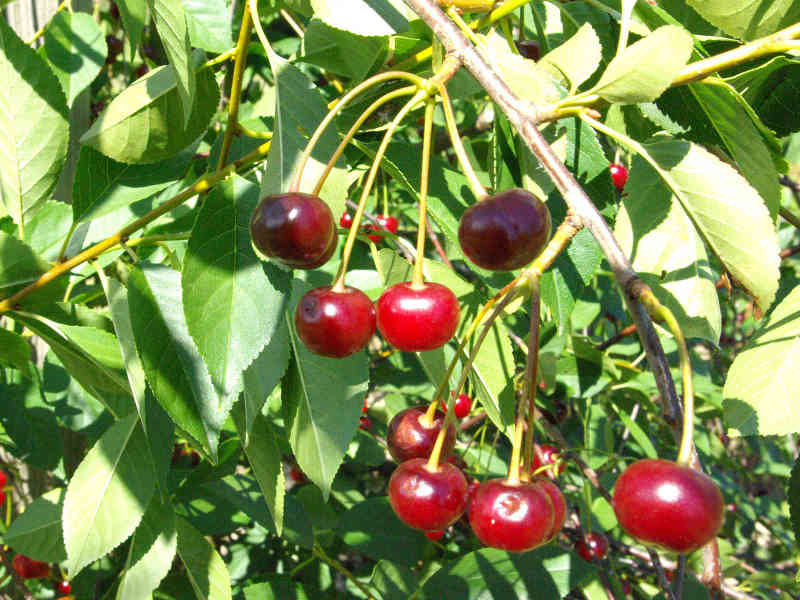 Griottes de Schaerbeek