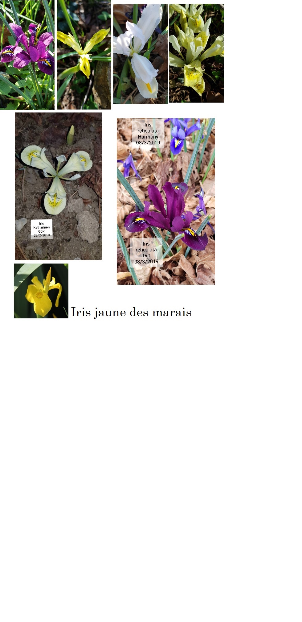 IRIS DES MARAIS ET iRIS RETICULATA