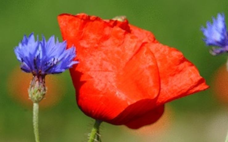 Bleuet et coquelicot