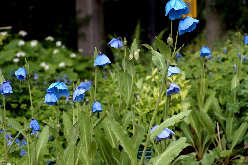 Fleur symbole du Bhoutan