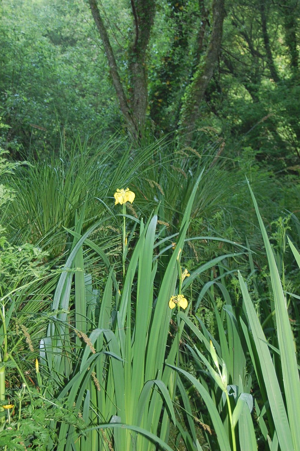 il s'agit d'un sous bois le lon d'un ruisseau , on voit des iris des marais