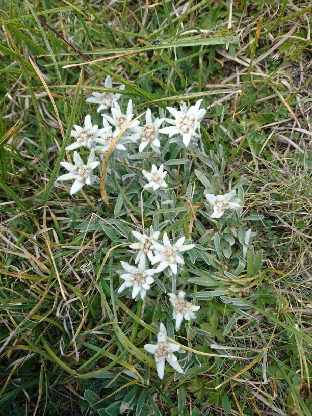 Edelweiss : c'est un ensemble de fleurs de très petites entourées de bractées cotonneuses feuilles fines