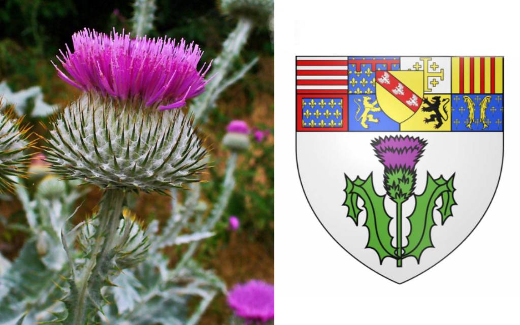 Un chardon aux ânes et le blason de Nancy