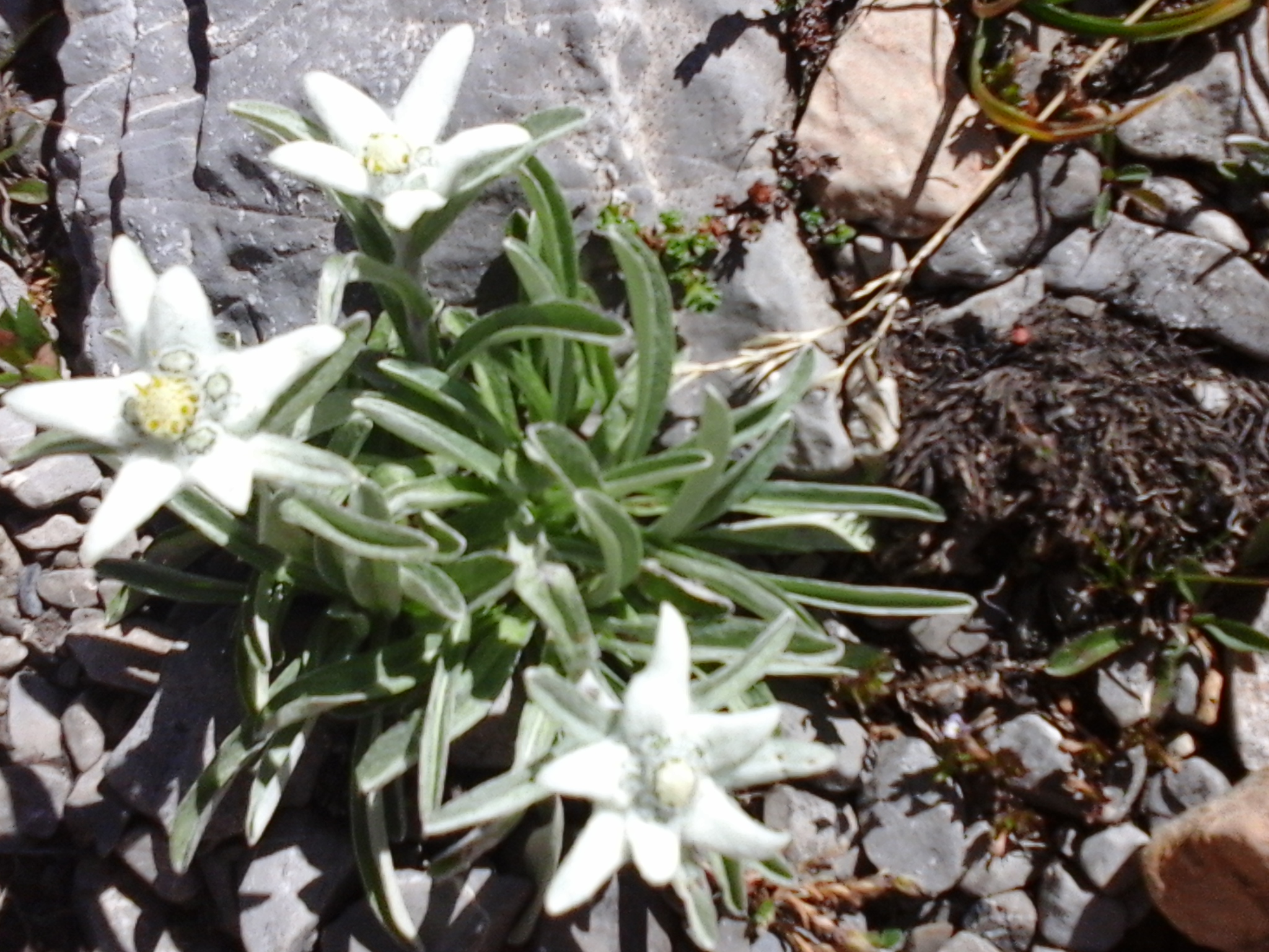 edelweiss alpine
