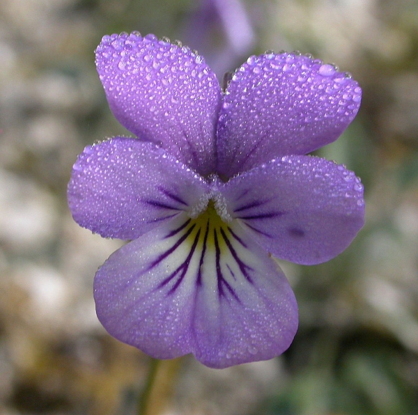 viola hispida