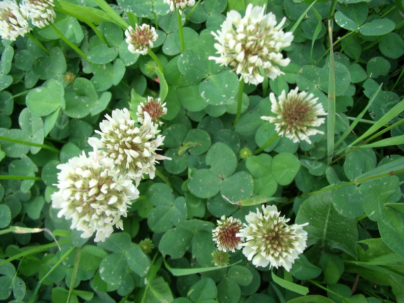 Trifolium repens L.