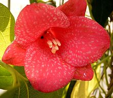 Fleur de copihue rouge