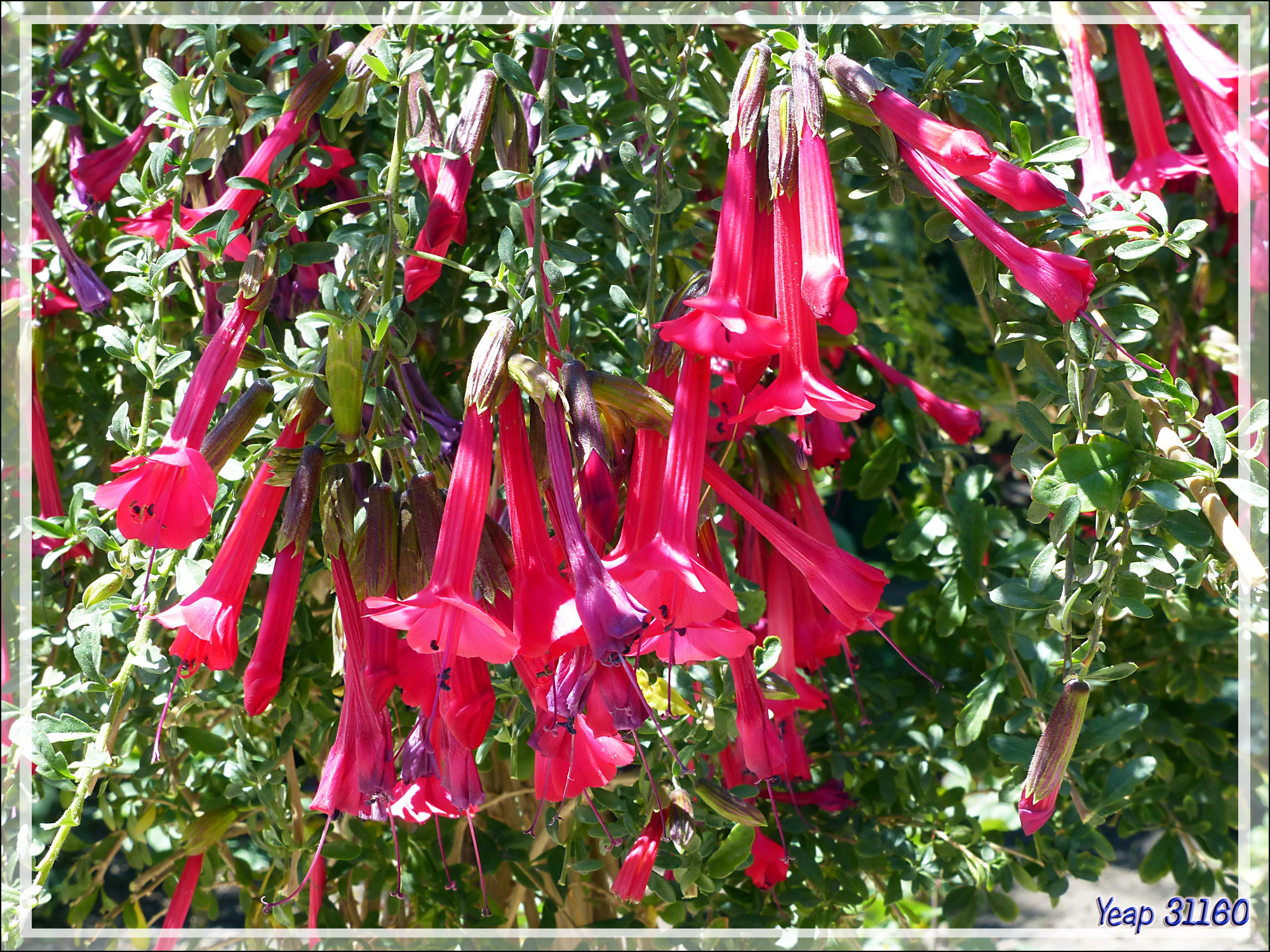 la cantuta du Pérou