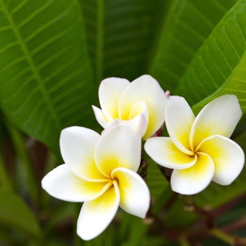 fleurs de frangipanier