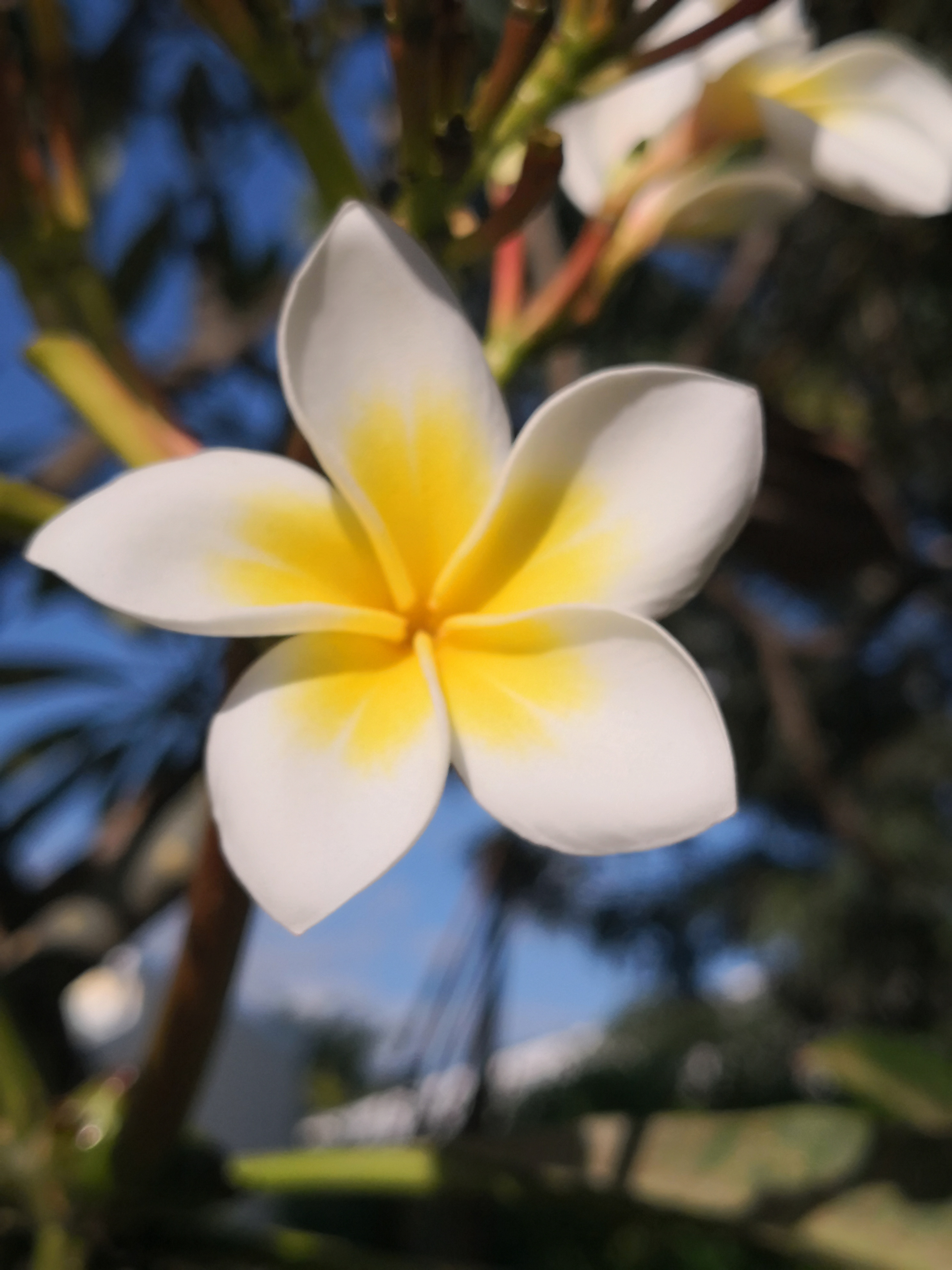 fleur de frangipanier
