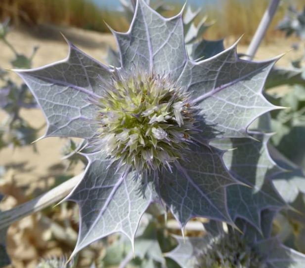 Panicaut de mer_Extrait facebook Conservatoire du Littoral