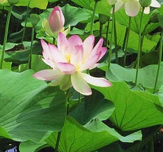 lotus