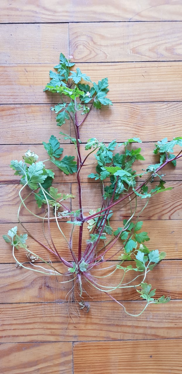 Annexe thumbnail_20200409_155752.jpg