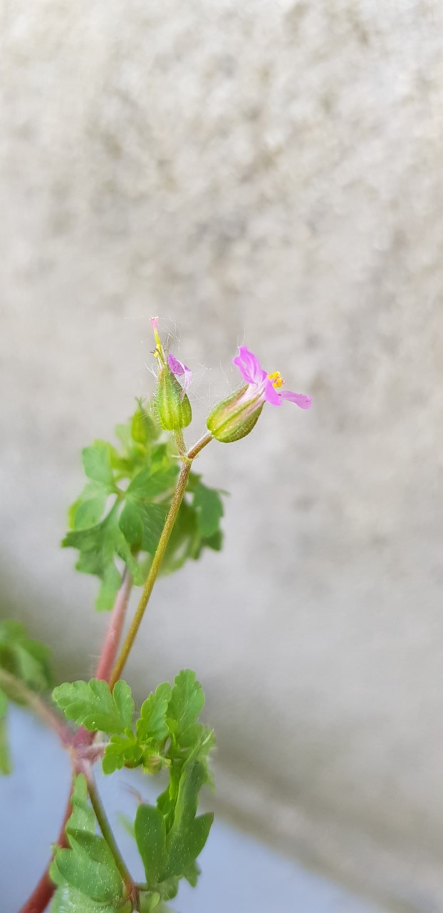 Annexe thumbnail_20200410_115446.jpg