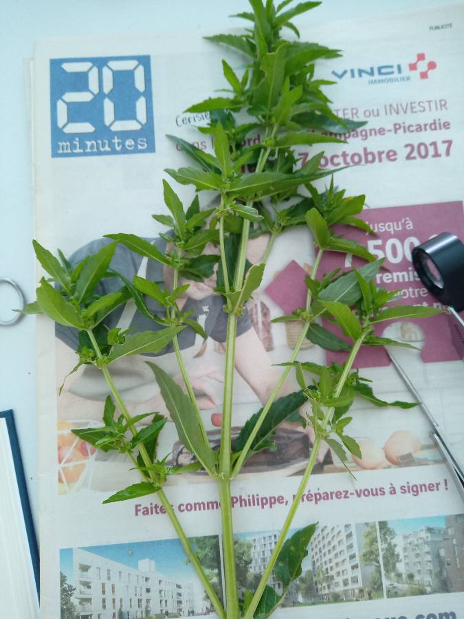 Annexe 1586610967986[1].JPEG