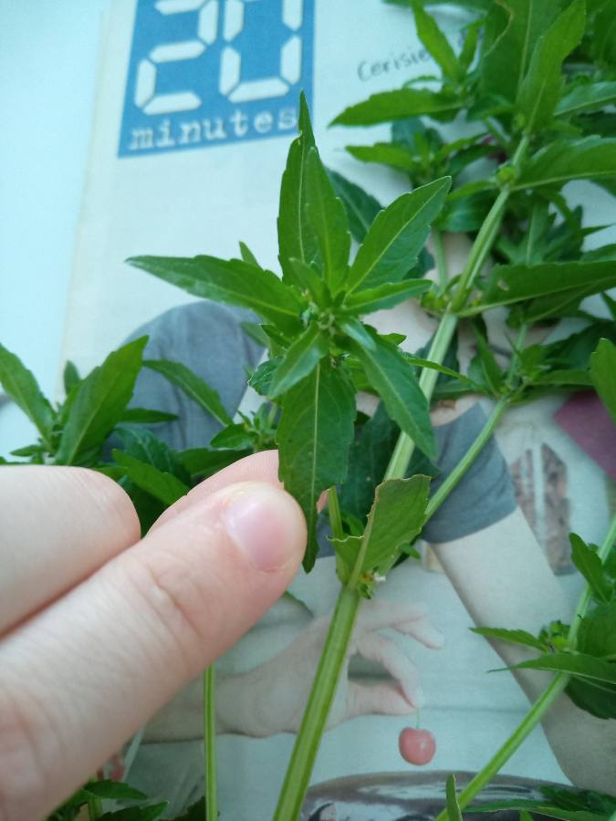 Annexe 1586611013241[1].JPEG