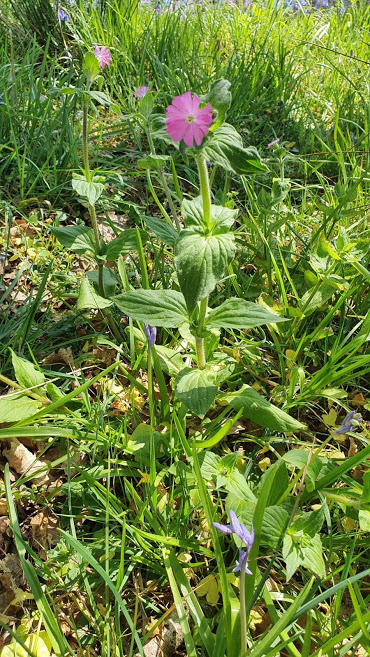 Annexe Silene dioica 1.jpg