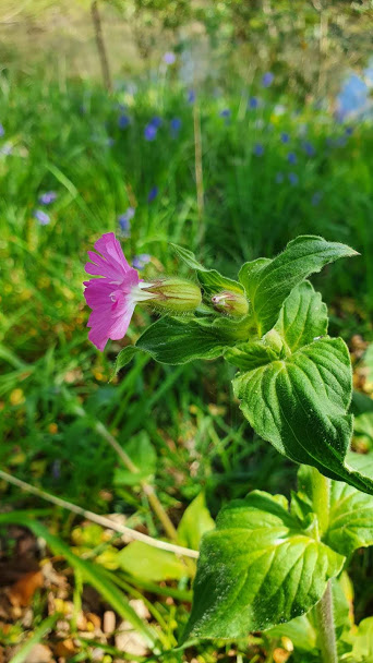 Annexe Silene dioica 2.jpg