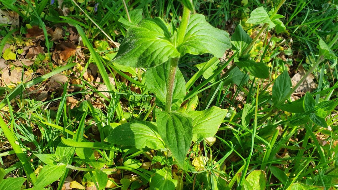 Annexe Silene dioica 3.jpg