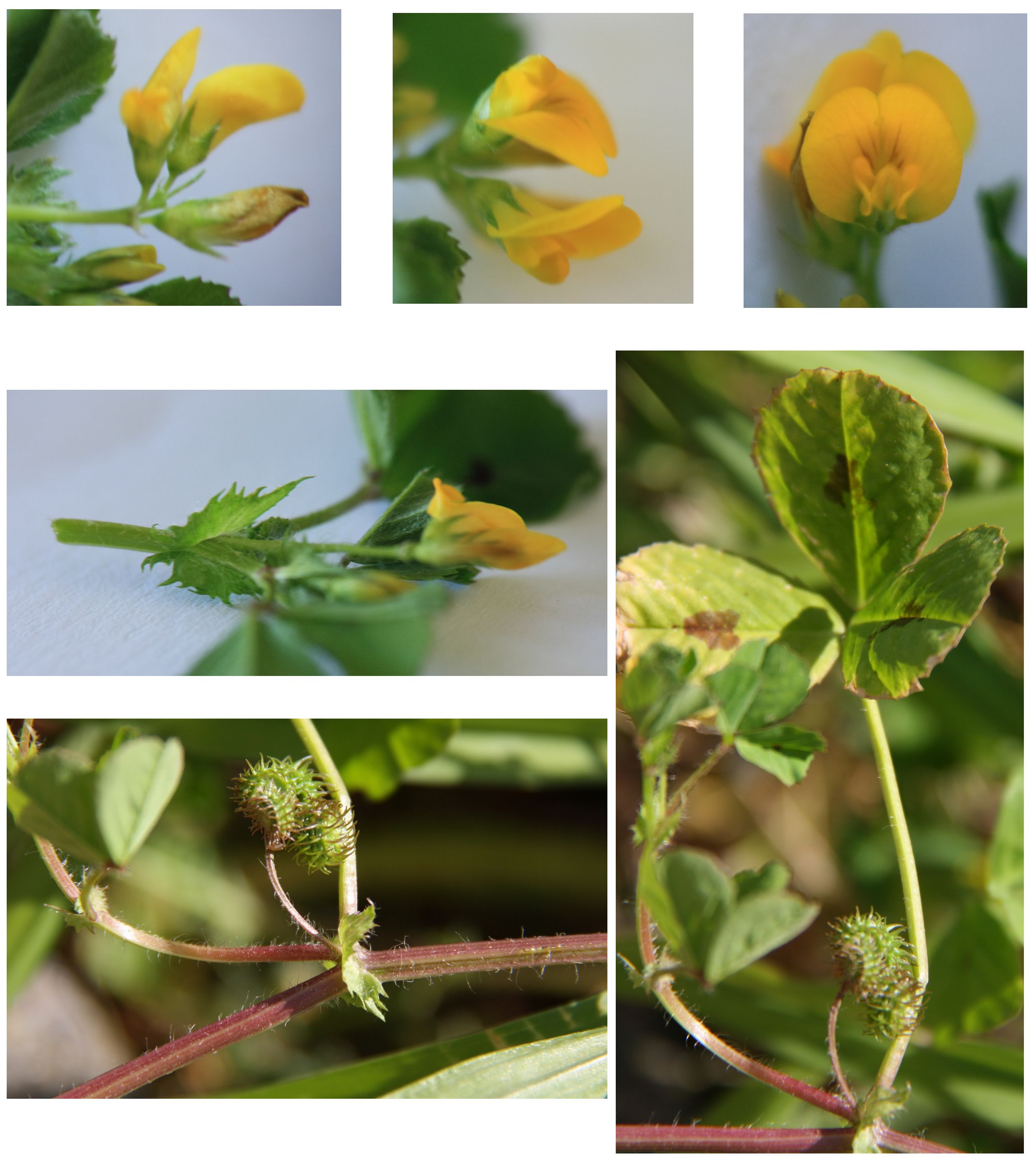 Annexe Medicago maculata - Luzene tachetée.jpg